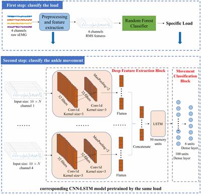 A CNN-LSTM model for six human ankle movements classification on different loads